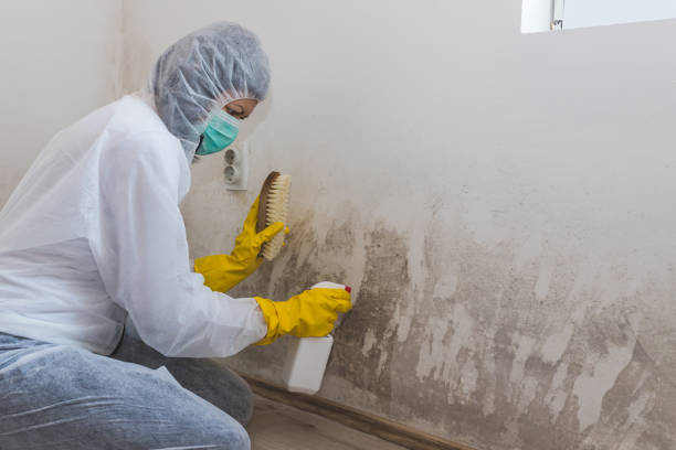 Mold Removal for HVAC Installations in Ashland, IL